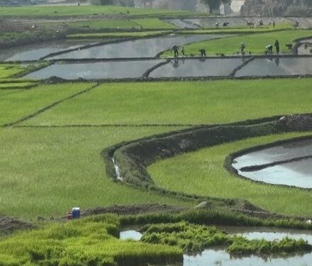 تنش آبی در ۷ شهر مازندران/ توصیه به کشاورزان در نوبت‌بندی آب
