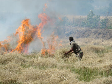 حبس در انتظار آتش‌زنندگان بقایای مزارع برنج
