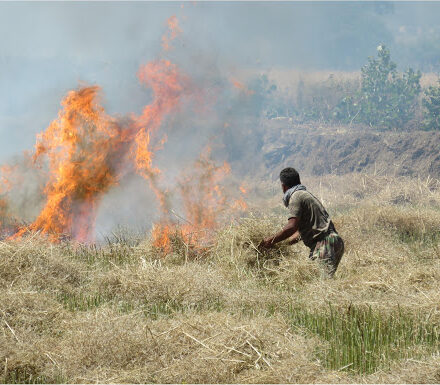 حبس در انتظار آتش‌زنندگان بقایای مزارع برنج
