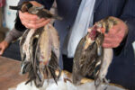 کشتار ۱.۵ میلیون پرنده در فریدونکنار