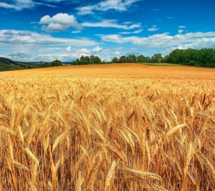 افزایش ۳۷درصدی میزان خرید گندم در مازندران
