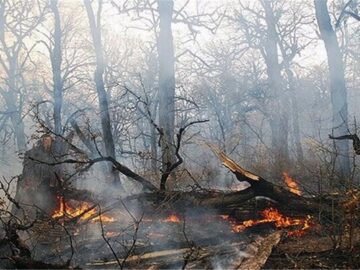 جنگل های مرزن آباد چالوس آتش گرفت